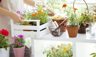 如何养好风信子水培 风信子水培的方法