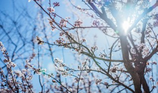 如何养好三角梅的黄叶（三角梅叶子发黄用什么肥料）