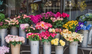 什么花适合送老婆 送老婆生日送什么花好