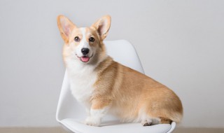 如何养好一只小狗(如何养好一只宠物犬)