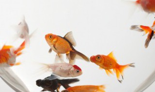 南方冬季如何养好金鱼 南方金鱼到北方养注意事项