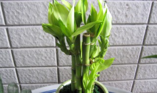 属马家里放什么植物好 属马的人家里适合养什么植物