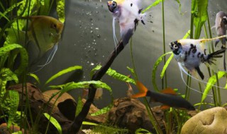 新鱼缸有胶味怎么去除 鱼缸里的胶味怎么去除