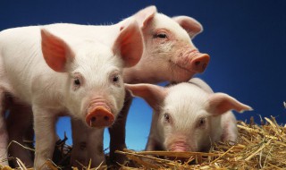 猪扒肉是哪个部位 猪扒肉是哪个部位好