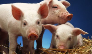 猪的梅头肉是哪个部位（猪的梅头肉是哪个部位图片）