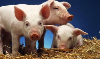 如何养好健康母猪 养好母猪的三个好方法