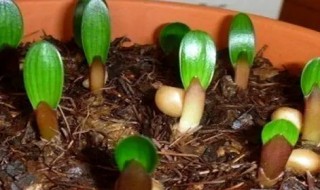 如何养好君子兰小苗（怎样养好君子兰小苗）