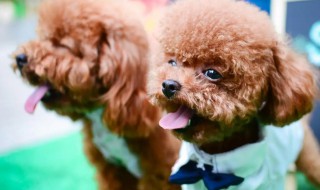 如何养好泰迪犬（怎样养泰迪犬）