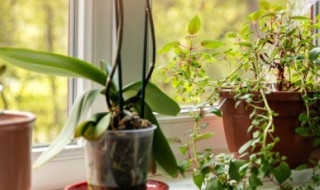 阳台如何养好黄体君子兰（君子兰怎么养不黄叶）