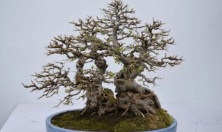 如何养好榔榆盆景 榔榆盆景好养活吗