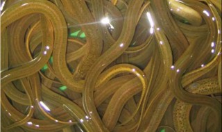 如何养好宠物鳝鱼（鳝鱼好养吗?）