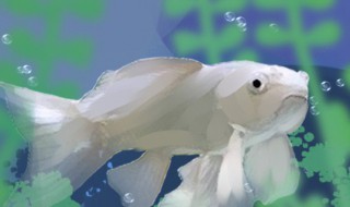 蝴蝶鲤如何养好（怎么样才能养好蝴蝶鲤）