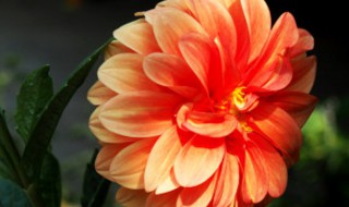 如何可养好月季花（怎样养月季花）