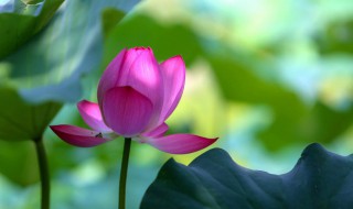 兔属相家里放什么花（属兔的应该在家里养什么花）