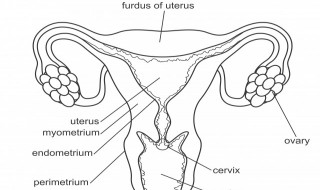 如何养好卵巢（要怎么养卵巢保养）