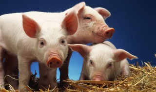 猪血是哪个部位的肉 猪血是哪里的血