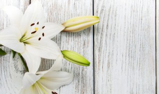 祝病人早日康复送什么花 祝病人早日康复送什么花图片