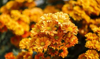 给死人送什么花 一般给死人送什么花