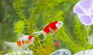 如何养好金鱼小常识（怎样才能养好金鱼,需要注意什么）
