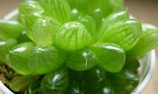 如何养好肉肉植物玉露 肉肉玉露植物怎么养