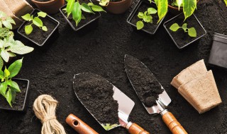 如何养好莲花座 莲花座的养殖方法和注意事项