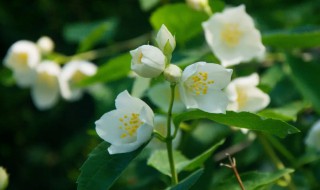 大叶茉莉的养殖方法和注意事项（大叶茉莉的养殖方法和注意事项有哪些）