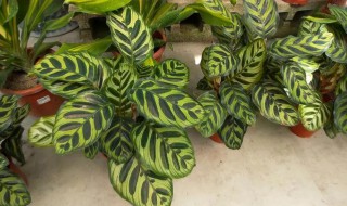 孔雀竹芋水培养殖方法和注意事项(孔雀竹芋能水培吗?)