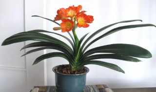 君子兰盆栽的养殖方法和注意事项（君子兰盆栽的养殖方法和注意事项图片）