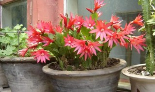 假昙花的繁殖方法有哪些（昙花是如何繁殖的）