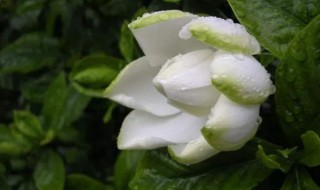 栀子花的特点 栀子花的特点和外貌