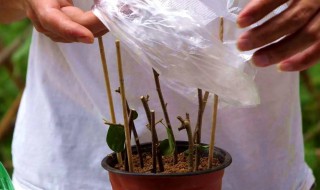 长穗木扦插繁殖方法(树苗扦插繁殖技术)