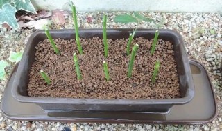 萱草扦插繁殖方法（萱草分株繁殖的操作步骤）