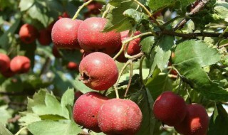 山楂繁殖靠扦插吗 山楂能扦插繁殖吗