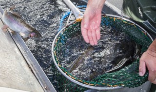 家里怎么做剁椒鱼头（家庭剁椒鱼头怎么做）