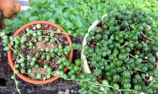 绿之铃家庭养殖方法和注意事项（绿之铃怎么养）