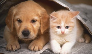 下雨天狗狗淋雨会怎样 狗狗会淋雨吗