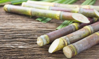 甘蔗种子几月份催芽 甘蔗种子多久发芽