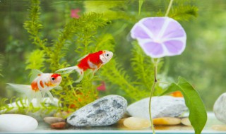 底滤鱼缸多久换水（底滤鱼缸多久换水一次）