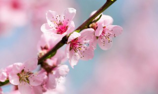 桃花的介绍（幼儿园桃花的介绍）