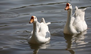 三花鹅品种介绍 三花鹅品种简介