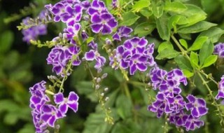 蕾丝金露花能放室内吗（蕾丝金露花能放房间吗）