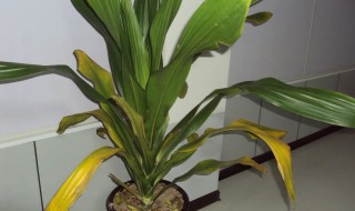 洋铁叶的正确使用方法 洋铁叶的叶子能食用吗