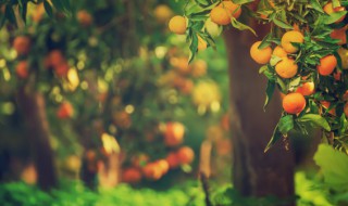 果树怎么种才结果多(怎样种果树成活率高)