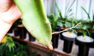 火龙果树怎么种扦插 火龙果苗如何扦插