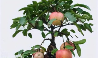 山东怎么种苹果树（山东种什么果树）