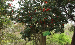 小铁海棠花能放室内吗 铁海棠可以放室外吗