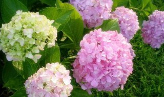 洋绣球花适合放室内吗（家里养洋绣球花好吗）