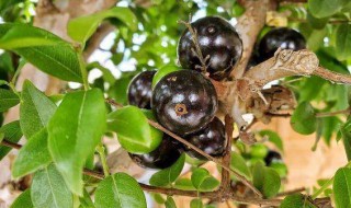 四季嘉宝果树地栽怎么种（四季嘉宝果种植）