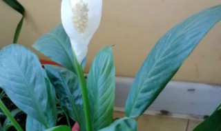 白盏花适合放室内吗（白掌怎么养）