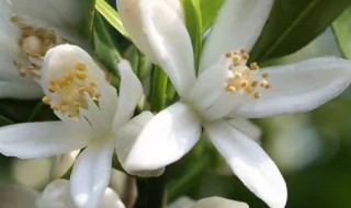 橘子花可以放室内养吗（橘子花可以养在室内吗）